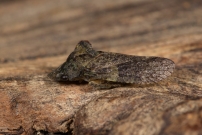 Le Grand Diable. Spcimen trouv mort dans le bureau (Homoptre - Cicadellidae - Ledra aurita)